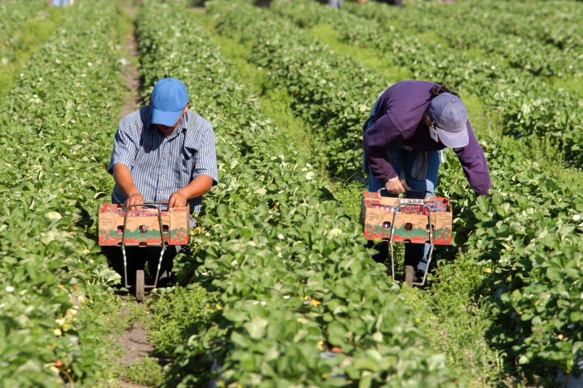 Strawberry picker migrant workers